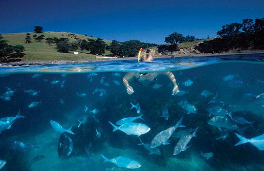 Snorkeling