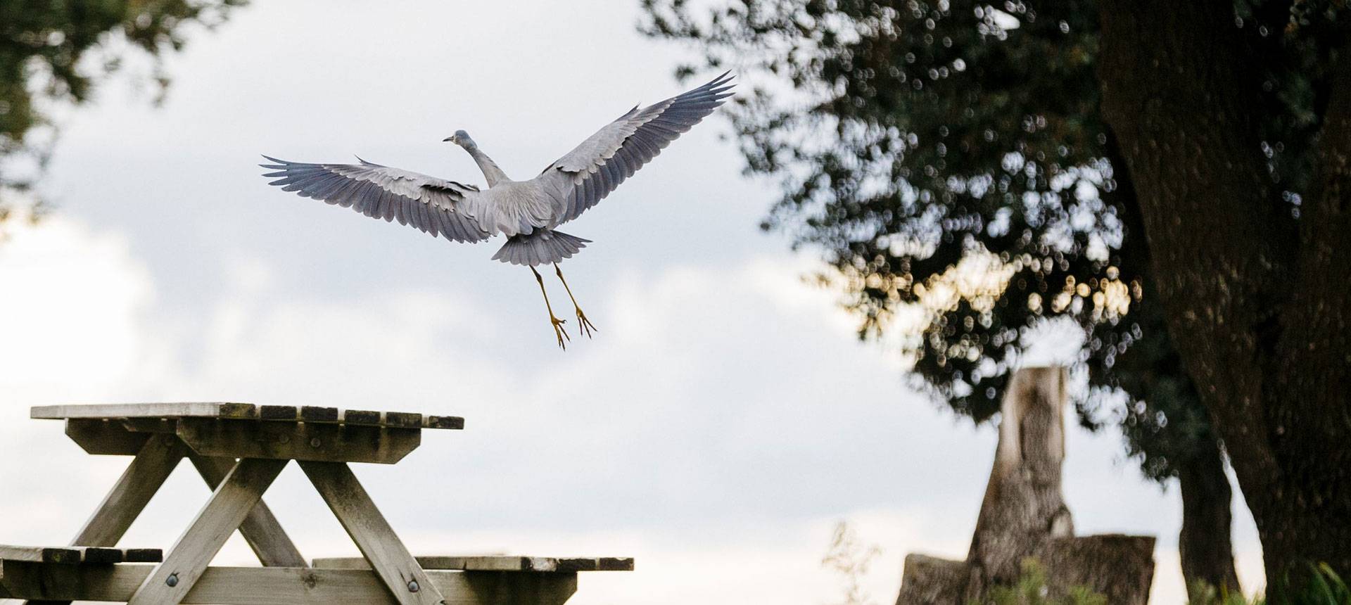 Bird Flying