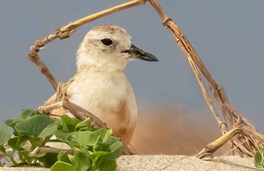 Dotterel