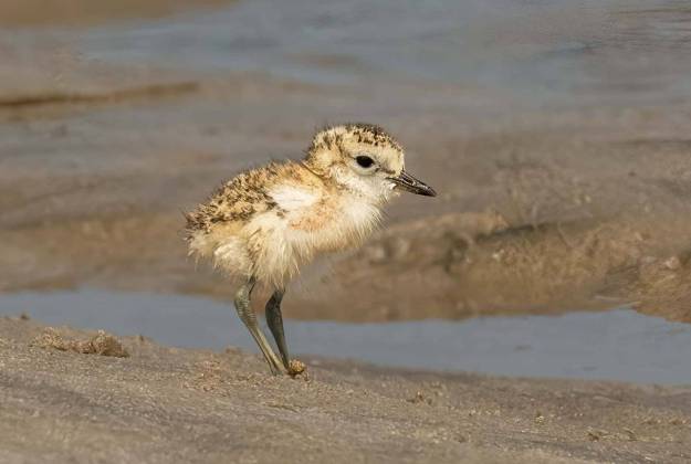 Dotterel