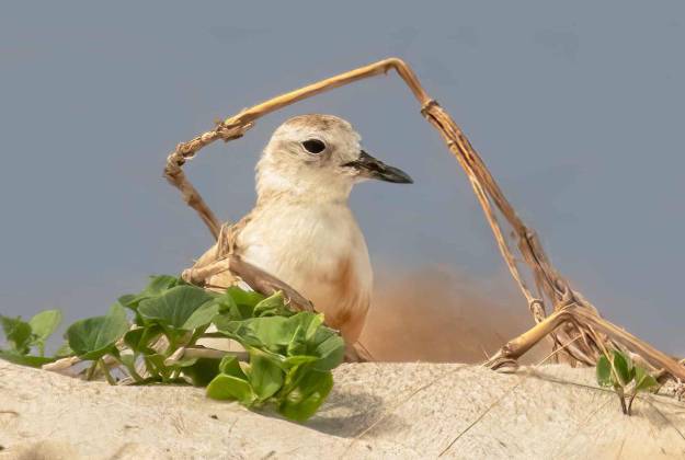 Dotterel