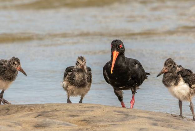 Oyster Catcher